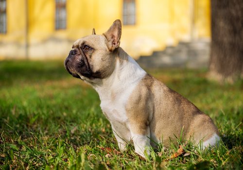 9 Reasons WHY Dogs Put Their EARS BACK (the Dog-Ear Dictionary)