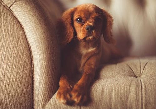 Adorable dog on the sofa