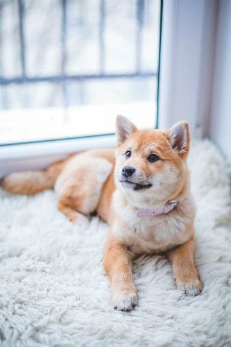 An adorable dog on a white carpet