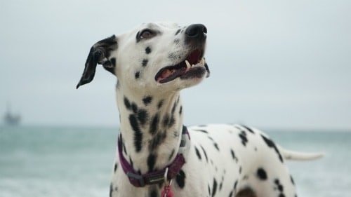 An adult Dalmatian looking at the right side