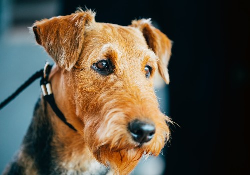 An airedale terrier dog breed