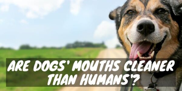 Are dogs mouths cleaner than humans?