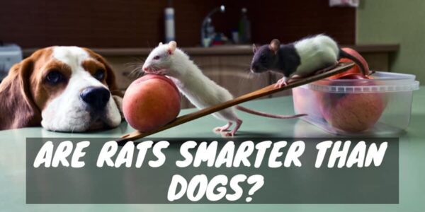 Are rats smarter than dogs?