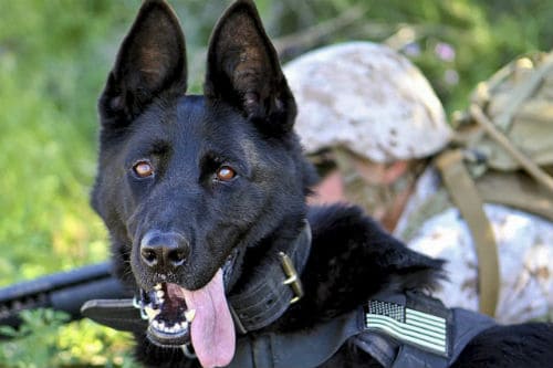Military dog names