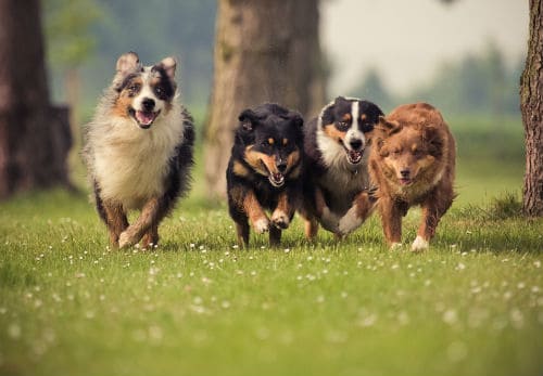 Four Australian Shepherd dogs running on the meadow