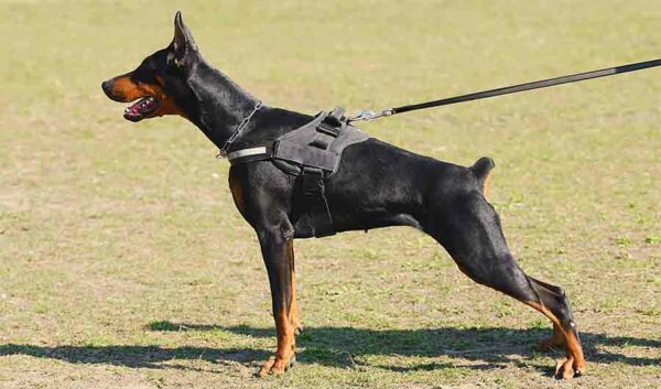 Best dog training collar