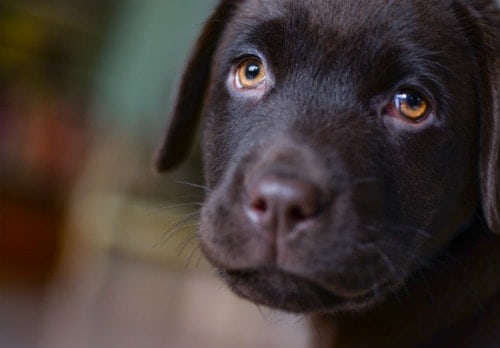 A black dog with big eyes