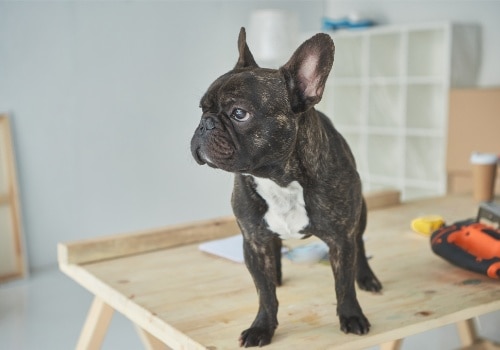 Black french bulldog is standing on the wooden table