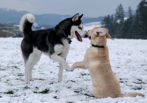 A black and white Siberian husky beside a short-coated brown dog