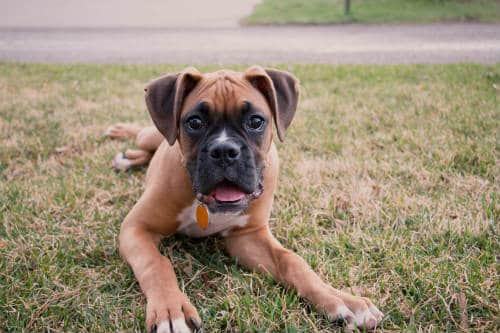 A brown boxer dog lying on the ground