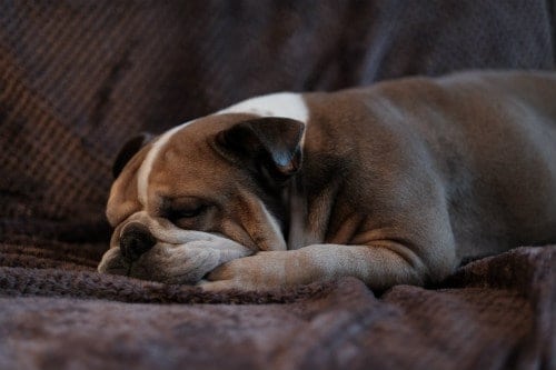 How Many HOURS a Day Do Dogs Sleep? (Lazy Lumps or Natural Nappers)