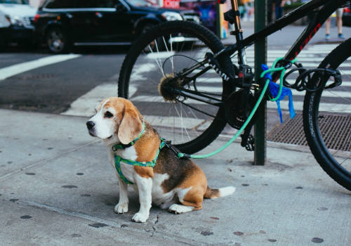 A brown and white Beagle puppy corded to a bicycle beside a street