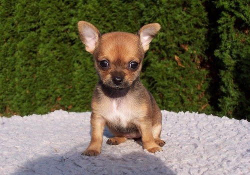 Chihuahua dog breed
