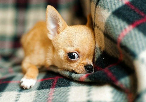 Chihuahua snuggling in a blanket