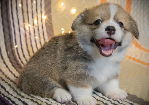 Corgi puppy opening his mouth