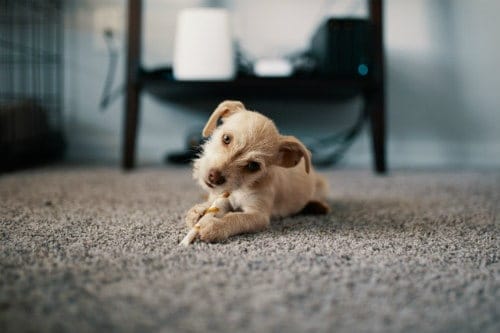 A cute dog on a carpet