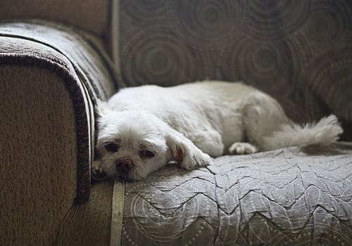 Cute dog on the sofa