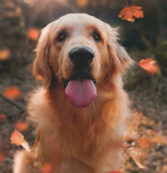 A cute dog panting in autumn