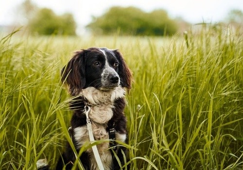 Cute dog in the grass