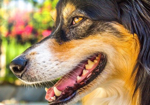 Dental Problems and Oral Pain in dogs