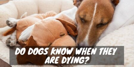 Do Dogs Know When They Are Dying?