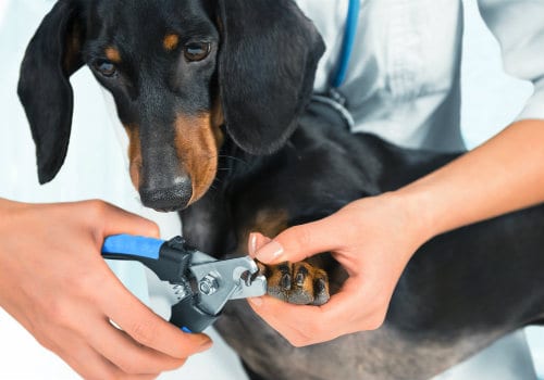 Doctor veterinarian is trimming dog nails