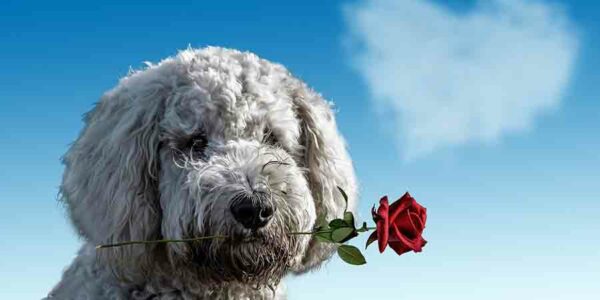 Dog with a rose in his mouth