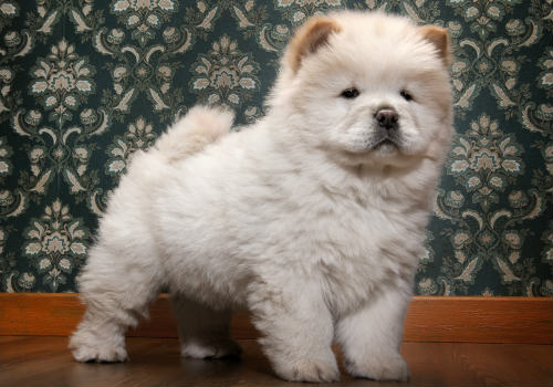 Dogs breed is chow chow
