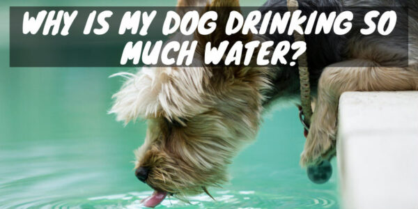 Dog is drinking water