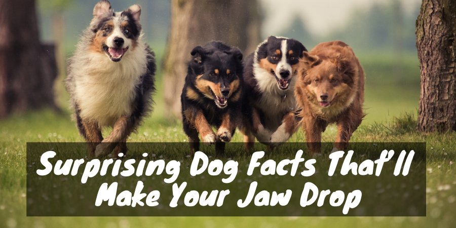 Dog facts that'll make your jaw drop