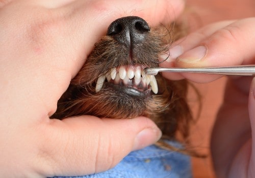 Dog has dental or gum disease