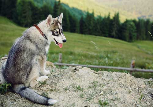 Dog is sitting on the hill on the background of beautiful mountain landscape