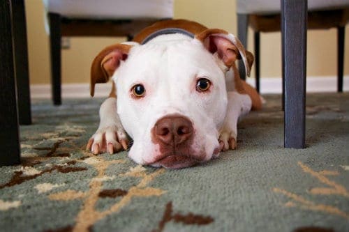 A dog laying on a carpet
