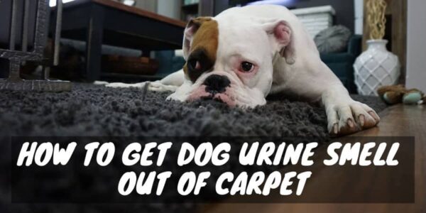 Dog on the carpet