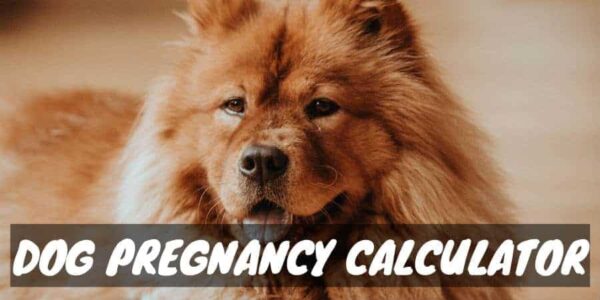 Dog pregnancy calculator