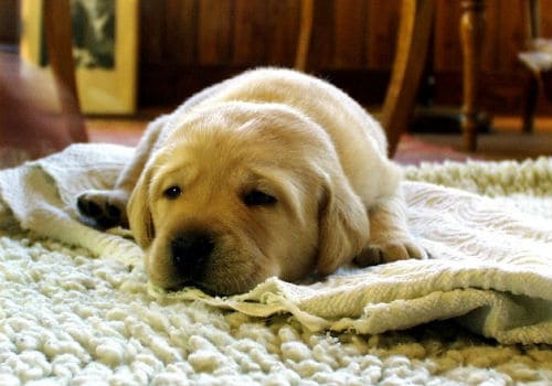 Dog Urine Smell out of Carpet