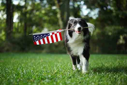 Border collie dog running outside carrying the American Flag