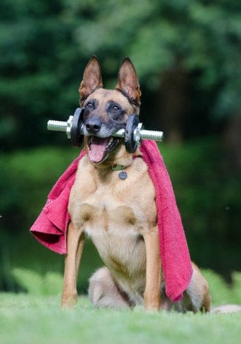 A dog working out