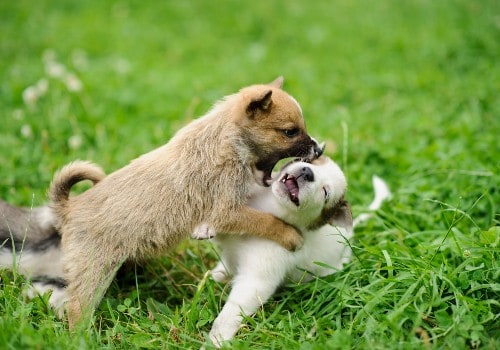 Dogs are fighting