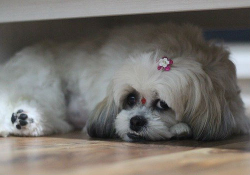 A Shih Tzu dog hiding under a bed
