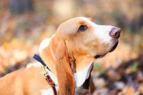 Dog's breed basset hound