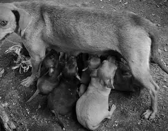 Puppies feeding
