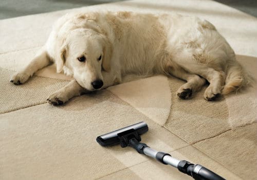 Dogs hate vacuums