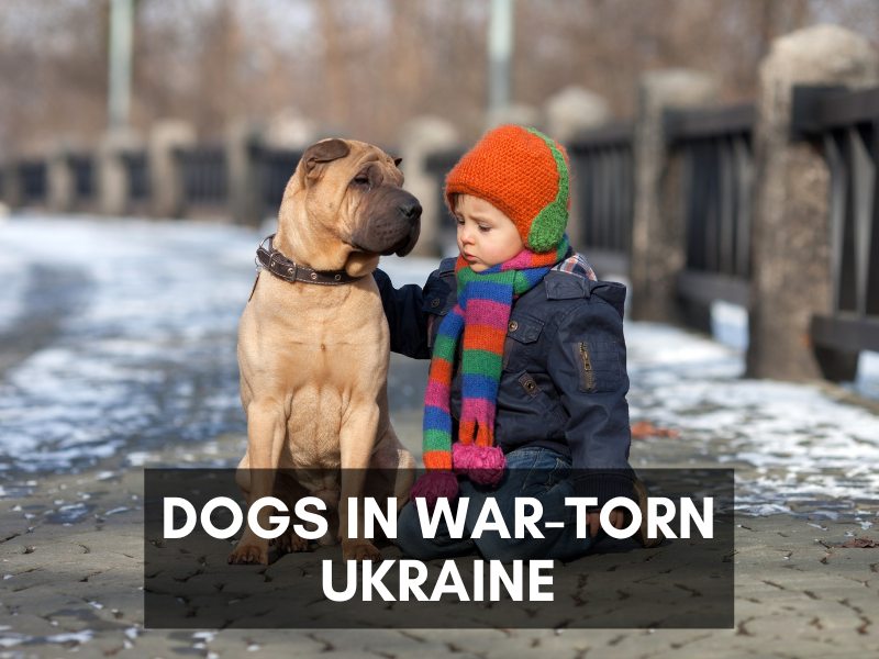 Dogs war-torn Ukraine