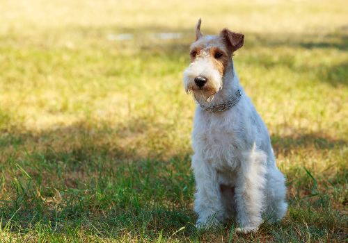 A fox terrier dog's breed