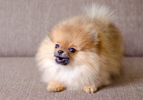 Funny small pomeranian puppy howling on the couch