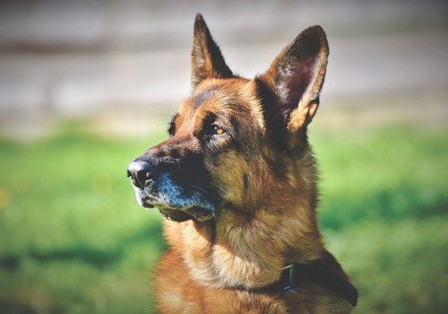 German shepherd dog breed