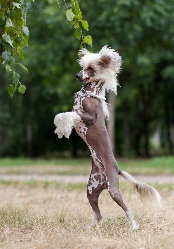 A hairless chinese crested dog's breed