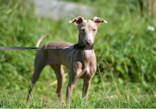 A hairless peruvian inca orchid dog's breed