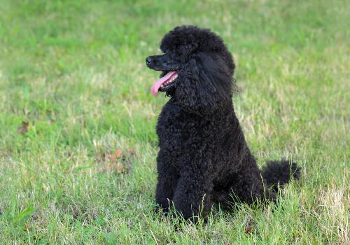 Henry black poodle